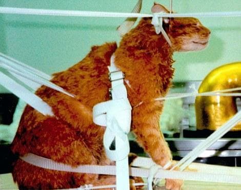 正确处理宠物狗遗体：火化、土葬还是专业殡葬服务？