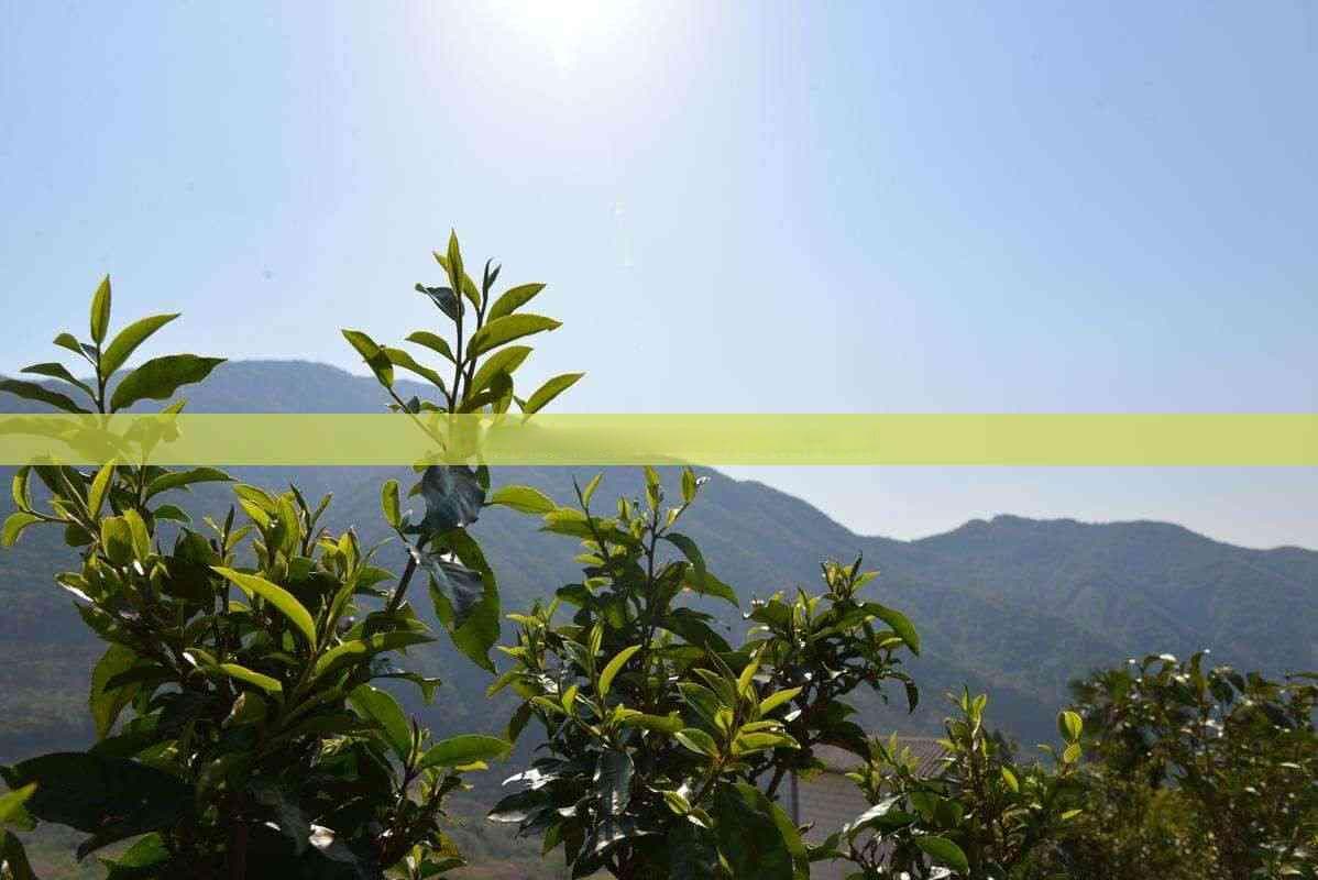 详解5克茶叶的估算方法及手抓茶叶常见疑问解答