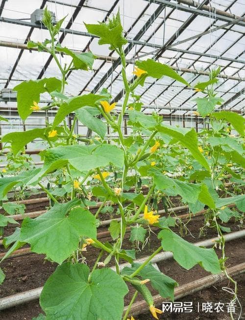 黄瓜种植专用肥料有哪些？