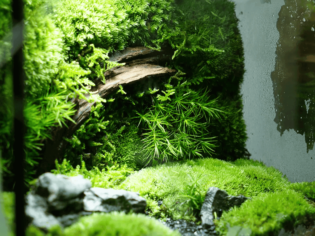 苔藓微景观养护全攻略：新手也能轻松打造绿色空间