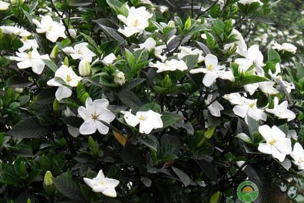 栀子花浇水的正确方法