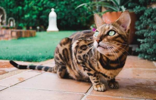 孟加拉猫频繁抖腿怎么办？原因分析与应对建议