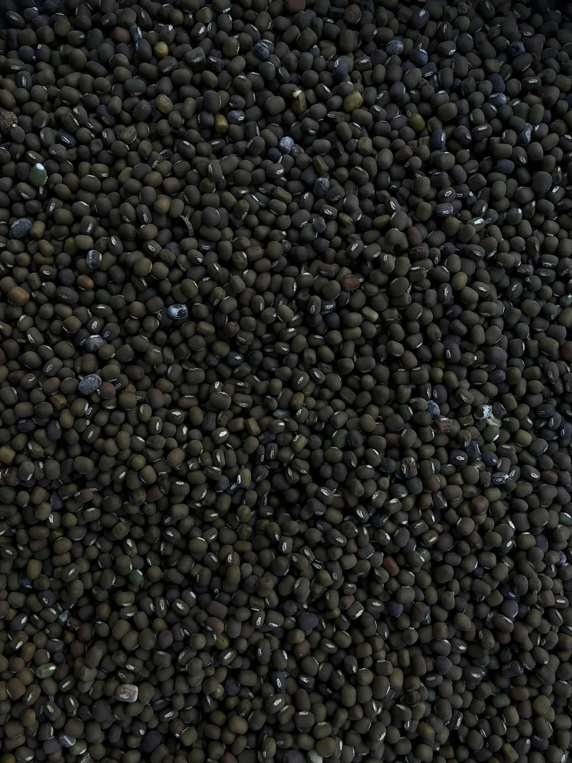 吴庆光教授揭秘黑豆的神奇功效