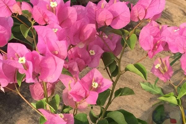 南方楼顶适合种什么植物好？