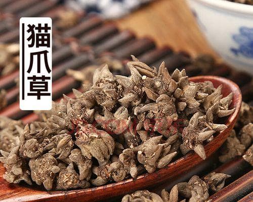 认识猫爪草（生长环境、药用价值与栽培方法）