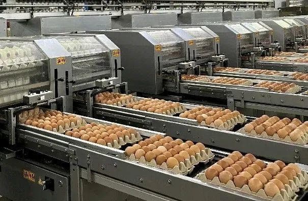 智慧养殖：科技赋能下的蛋鸡养殖新变革