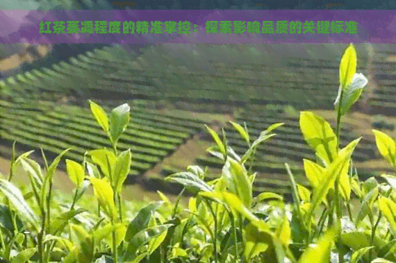 红茶萎凋程度的精准掌控：探索影响品质的关键标准