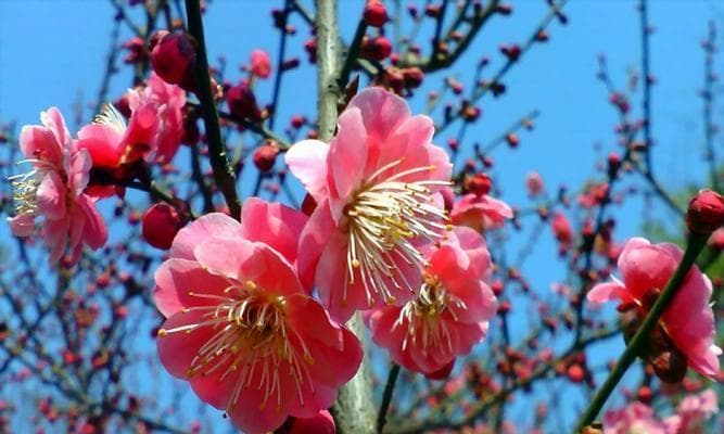 梅花种植全攻略：从选种到养护的14个关键步骤