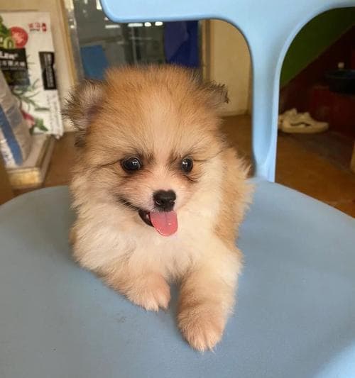 博美犬喂养全攻略：从幼犬到成年的科学喂养指南