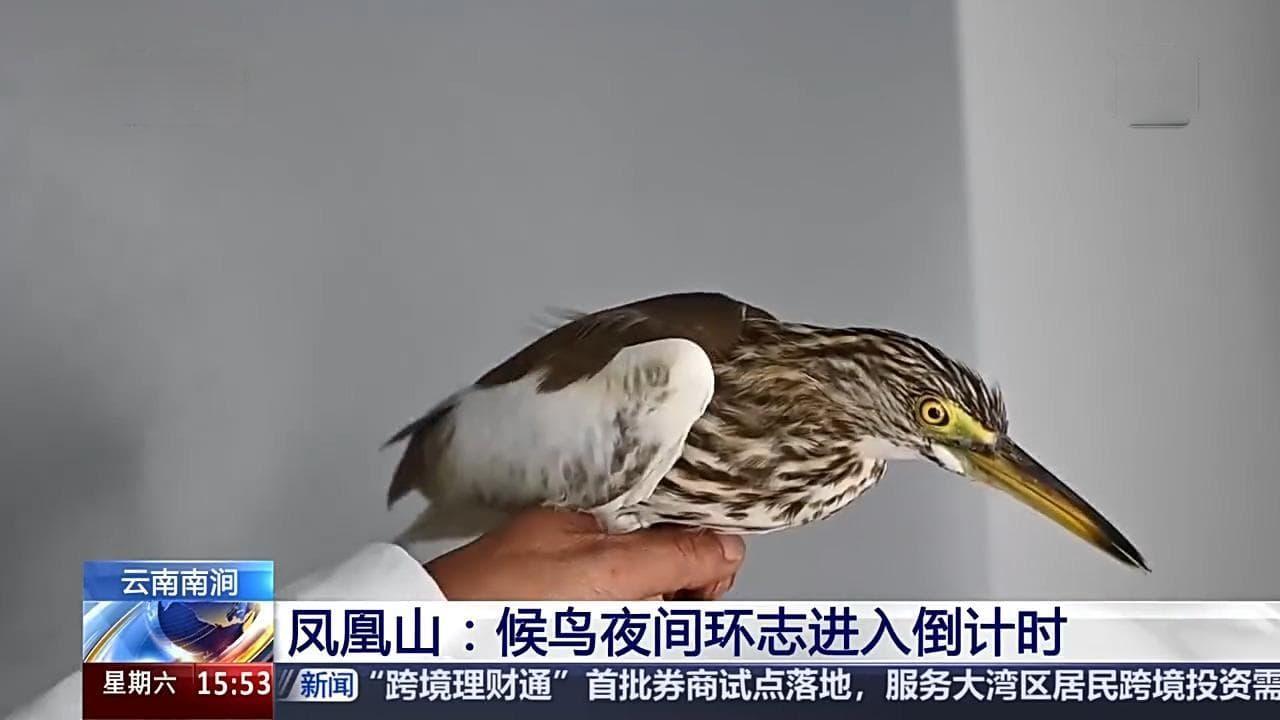 给鸟戴鸟环、背“小书包” 科研人员如何花式追踪研究候鸟？