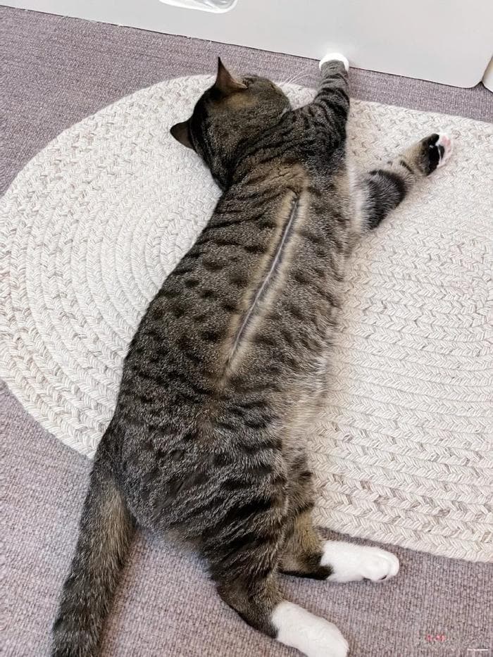 没钱也能养猫？一个月养猫成本估算及必备用品清单
