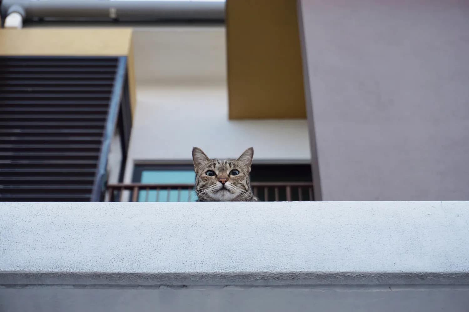 打造猫咪乐园：从空间到细节的全方位指南