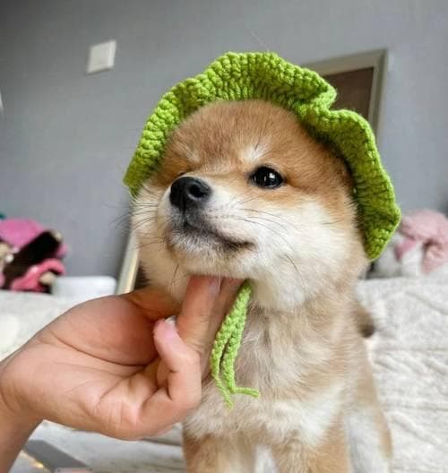 柴犬的多样色彩与市场价格（探索不同颜色柴犬的市场价值及其背后的因素）