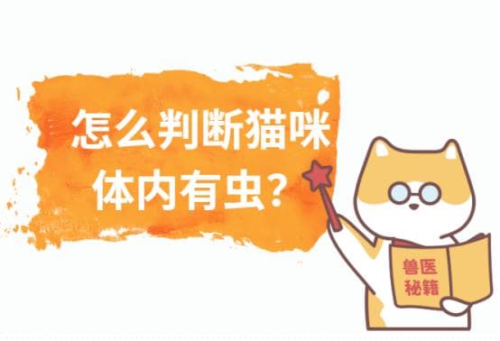 怎么判断猫咪体内有虫？这5个信号，一定要留意！