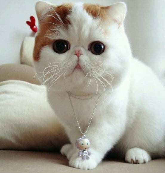 加菲猫：波斯猫与短毛猫的完美结合