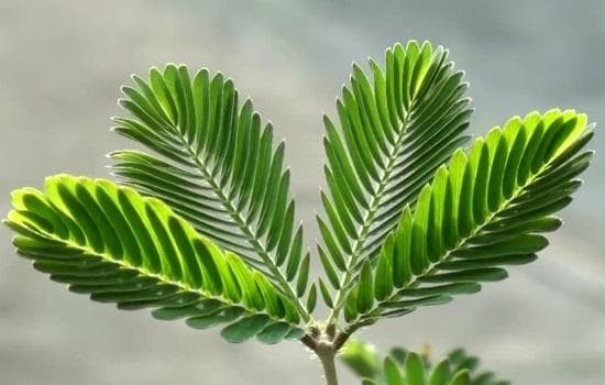 含羞草怎么浇水浇多少水合适？