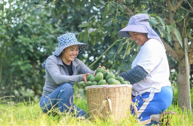 孟连：中国最大牛油果种植基地，带动4.5万人增收