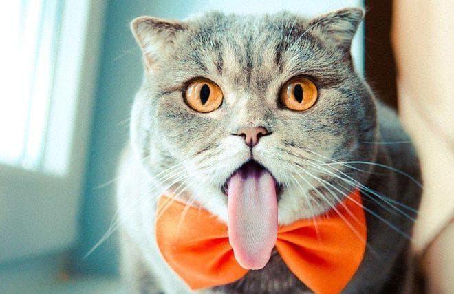 猫咪舌头上的倒刺：既是生活助手，也可能带来健康隐患