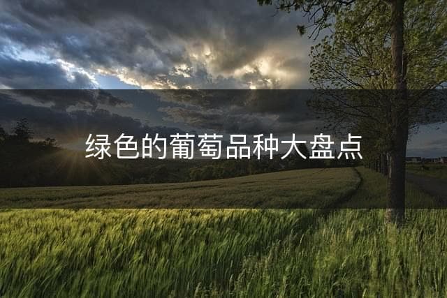 绿色的葡萄品种大盘点