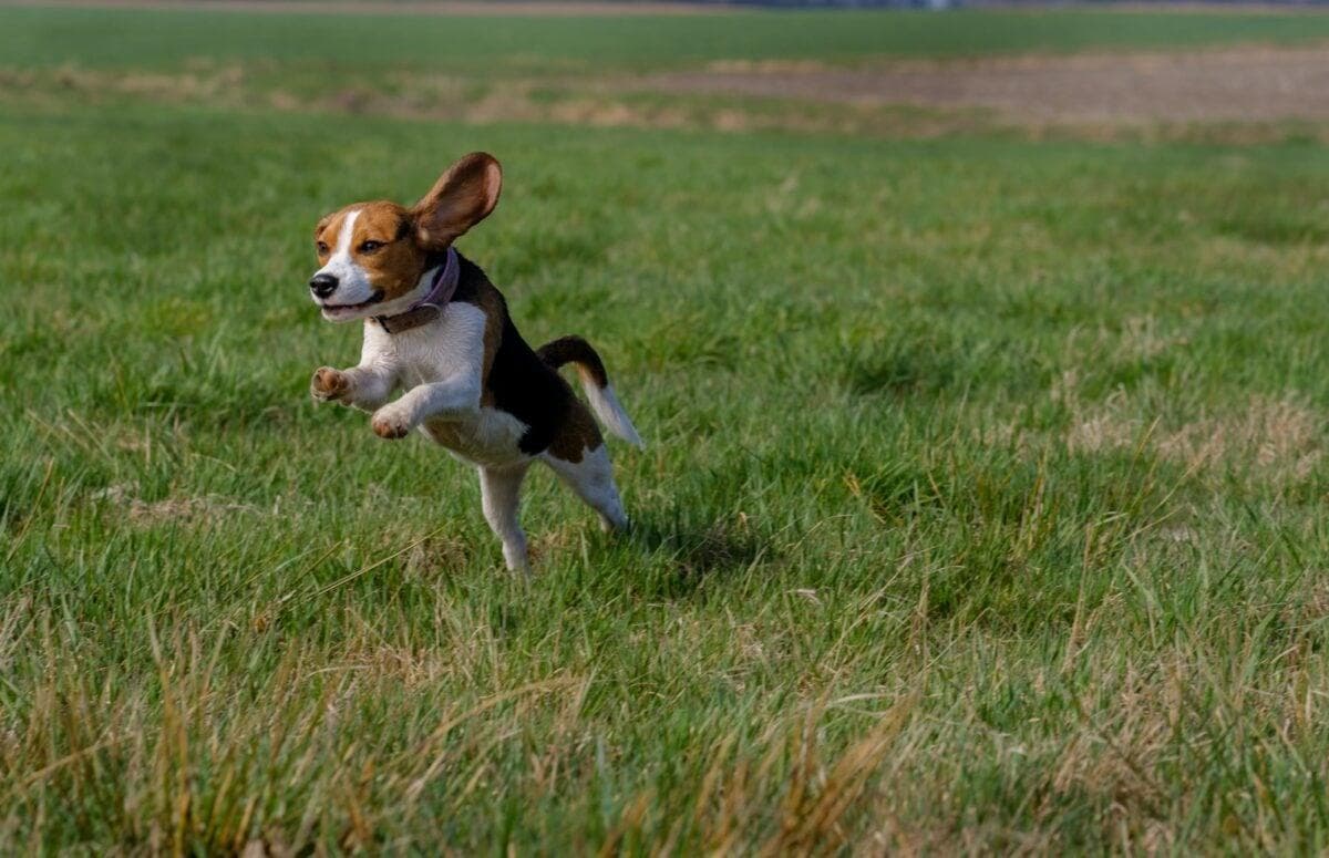 关于比格犬的快速事实
