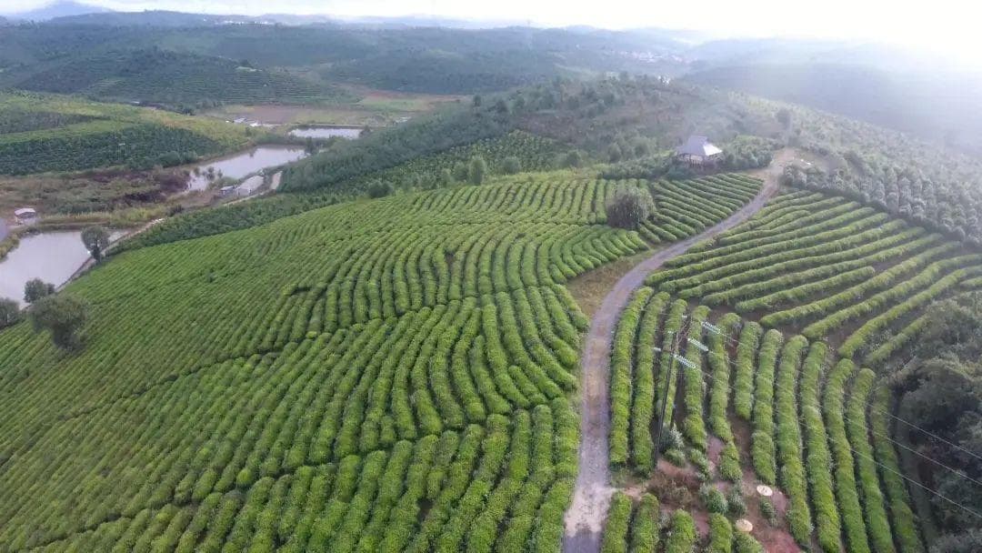 奋进蝶变一路歌，美丽茶乡入“画”来