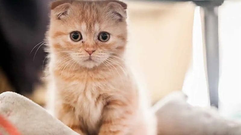 猫咪呕吐怎么办？一文详解呕吐原因及应对方法