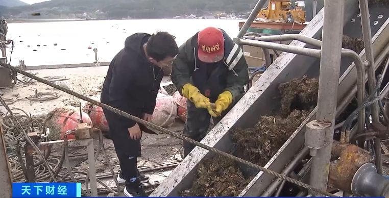 海水温度升高，生蚝大量死亡！韩国扩大进口中国水产品