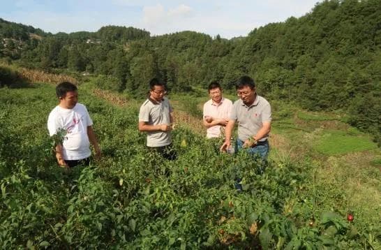 创新辣椒育种 助力乡村振兴 ——记中国农业科学院蔬菜花卉研究所王立浩研究员