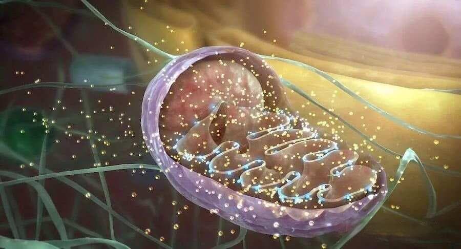 抗衰之王：AKG在生物体中的重要作用！