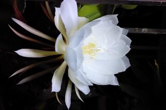 昙花：月下美人的神秘与魅力