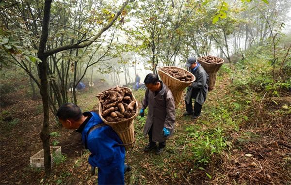 中国天麻之乡——大方