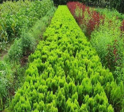 草籽播种多久可以发芽？草坪种植与养护完全指南