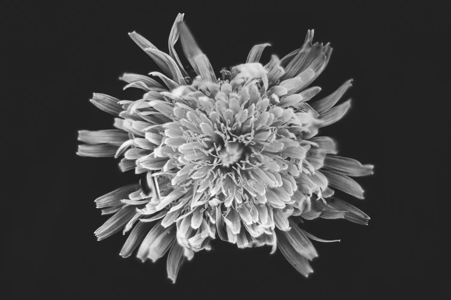 菊花枸杞茶：秋冬降火养肝的科学搭配