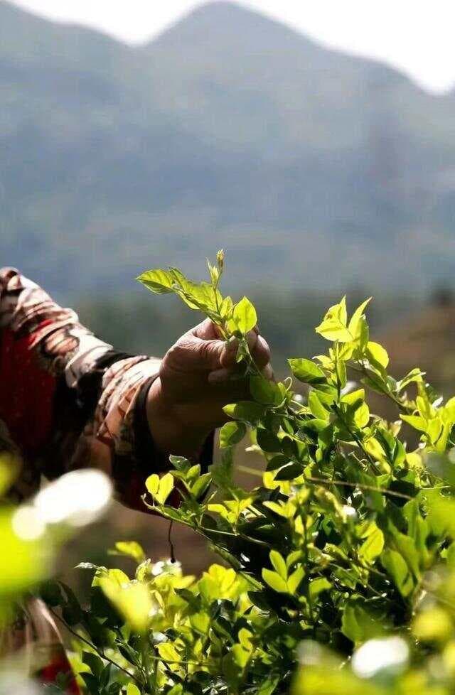 莓茶的功效与选购指南：从外观到口感的全面解析
