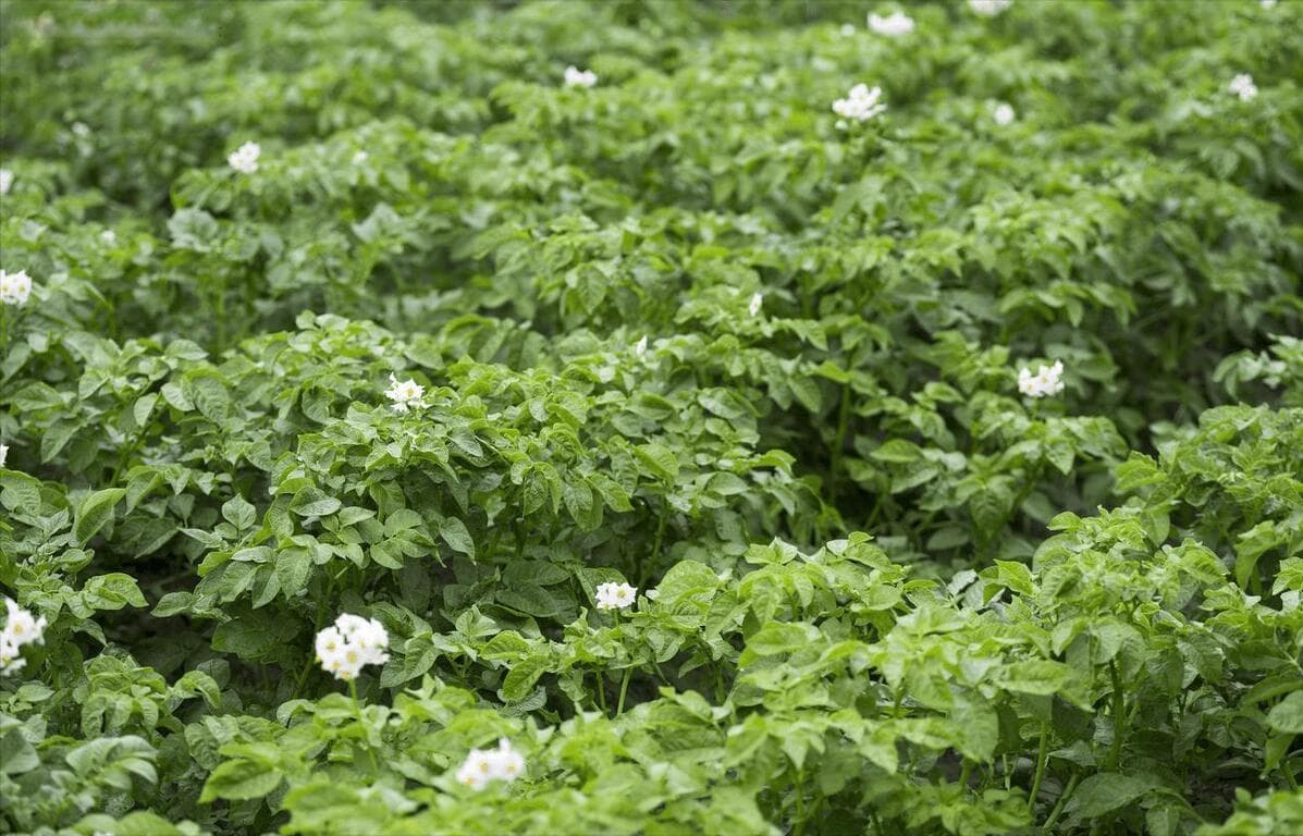 催花肥料哪种最好？从种类到使用方法全解析