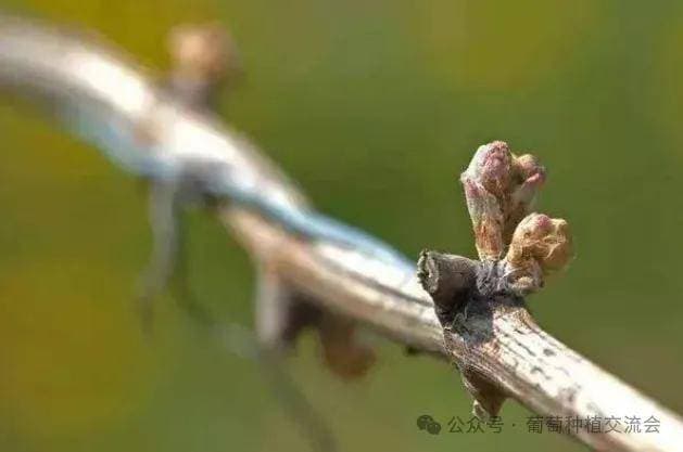 葡萄萌芽期病虫害防治及管理