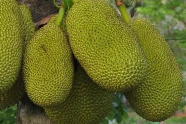 菠萝蜜催熟全攻略：三种实用催熟方法+四种判断成熟度技巧