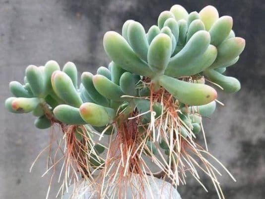 多肉植物怎么养根？如何养多肉的根