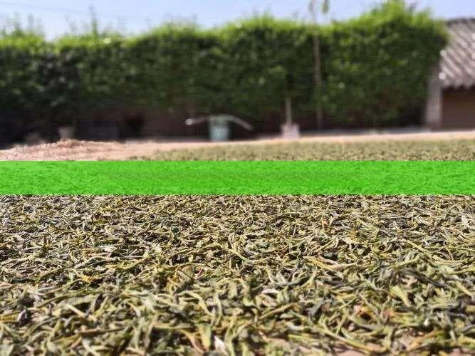 探究野生黑美人茶：品种、特点及所属茶类解析