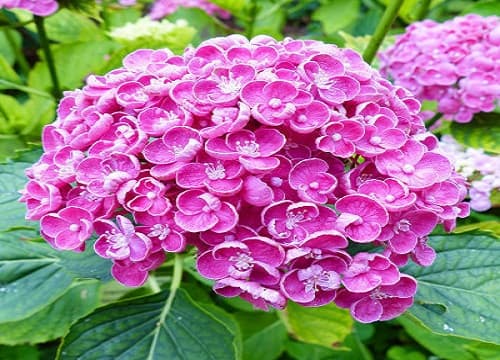 绣球花需要每天浇水吗？这份养护指南请收好