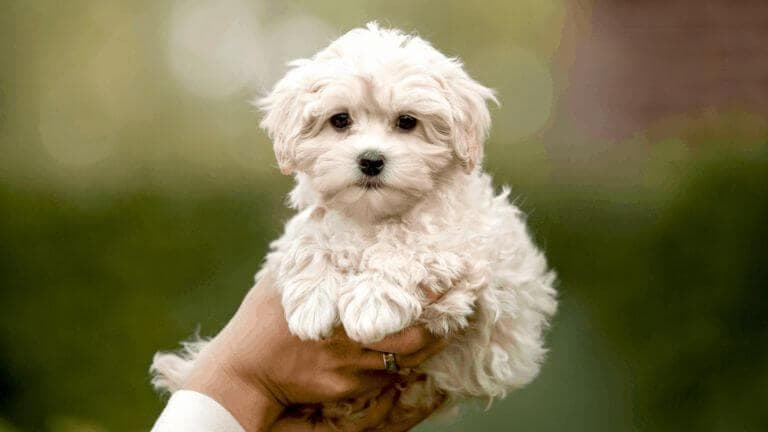 Maltipoo犬种指南：特征、护理和训练