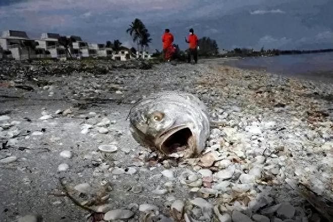 日本核污水排海引全球反对，美国态度反转成焦点