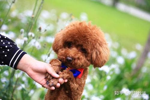 泰迪维生素摄入量：适量为佳，过量无益。