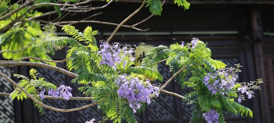 蓝楹花的花语与美丽传说