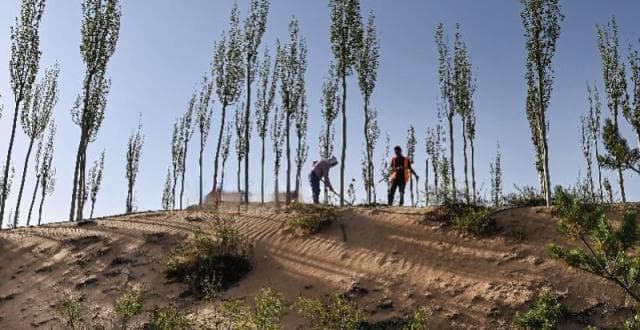 “植树造林”热潮下，中国林业碳汇市场如何实现可持续发展？