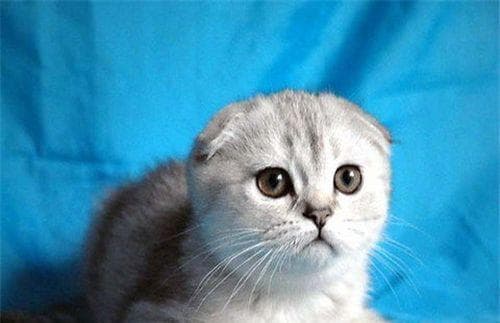 探究猫咪与同类之间的互动行为，解读它们彼此之间的情感关系