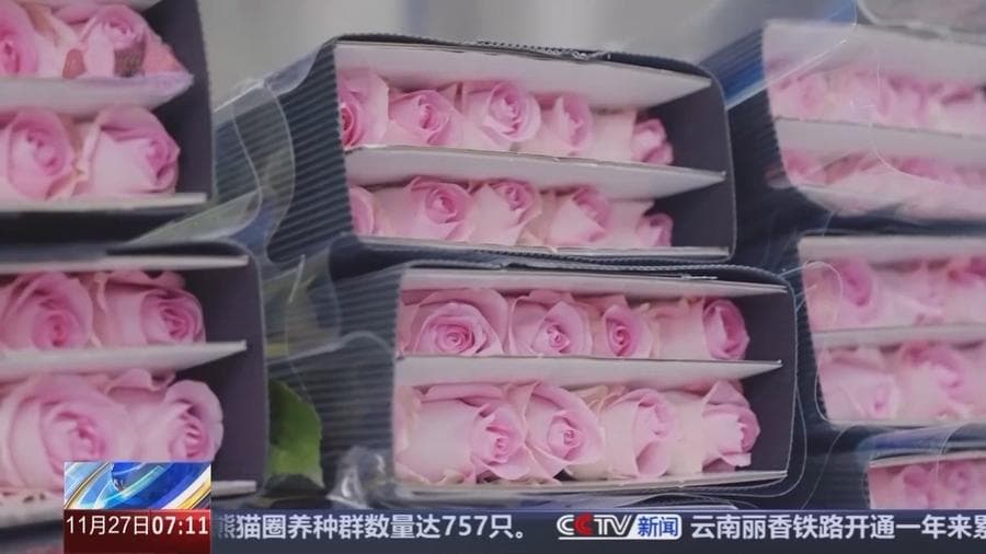 云南：一朵“云花”的奇特旅程