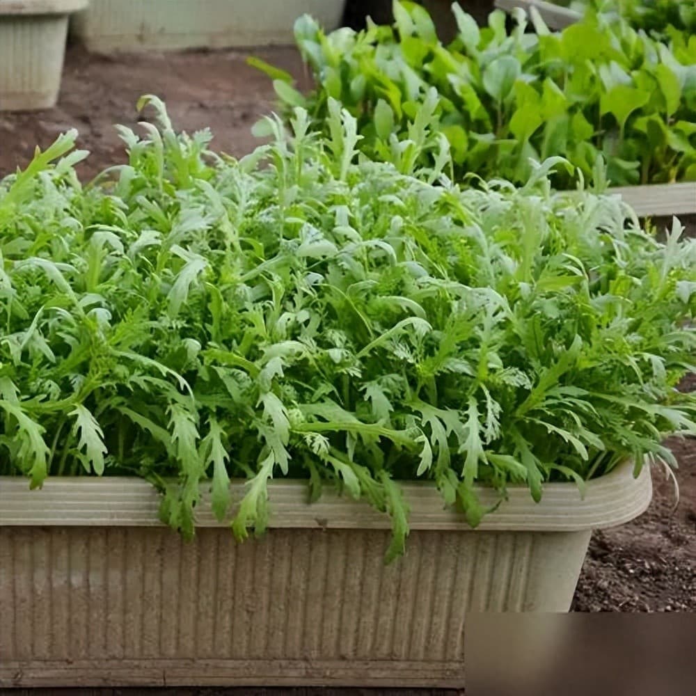 阳台种植茼蒿：从主枝修剪到全年收获的完全指南