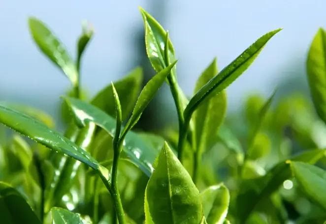 红茶冲泡攻略：务必关注的重点注意事项