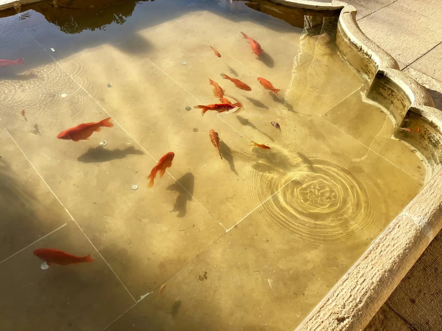 春节热门小生意：套金鱼游戏
